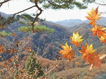 澳门王中王100期期准，精选解析解释落实